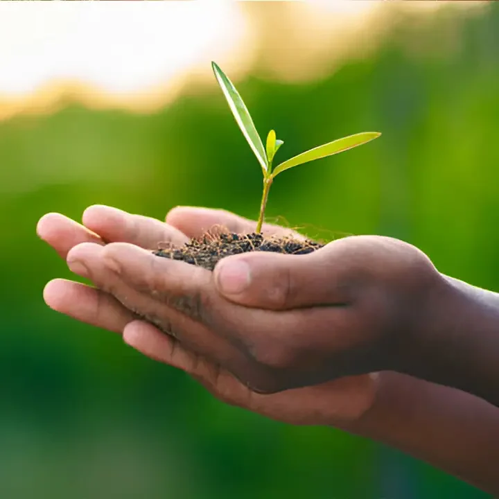 Ways to Contribute in Sanamify